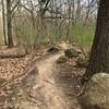 Smooth singletrack lined by boulders on the Brown Loop.