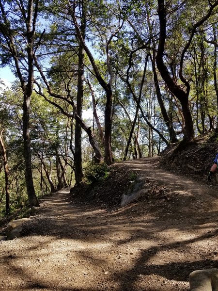 A wonderfully built switchback leading downhill on John Nicholas trail