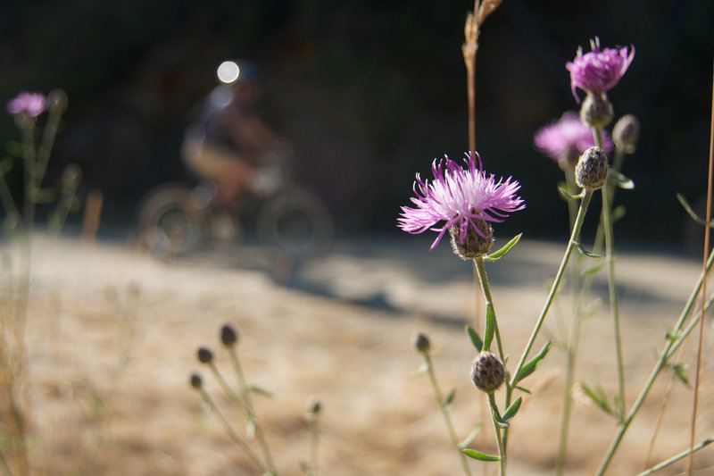 Look for the occasional blossom beside the road as you pedal.