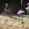 Look for the occasional blossom beside the road as you pedal.