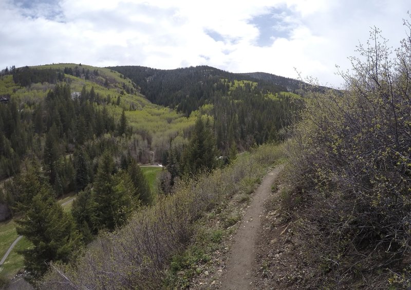 Looking up into Stone Creek Valley from the Eagle Vail Trail.