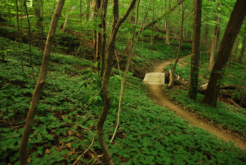 A great little bridge transition through a lush forest.