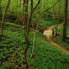 A great little bridge transition through a lush forest.