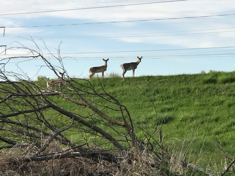 You'll likely see deer during your ride, no matter what time of day.