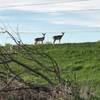 You'll likely see deer during your ride, no matter what time of day.