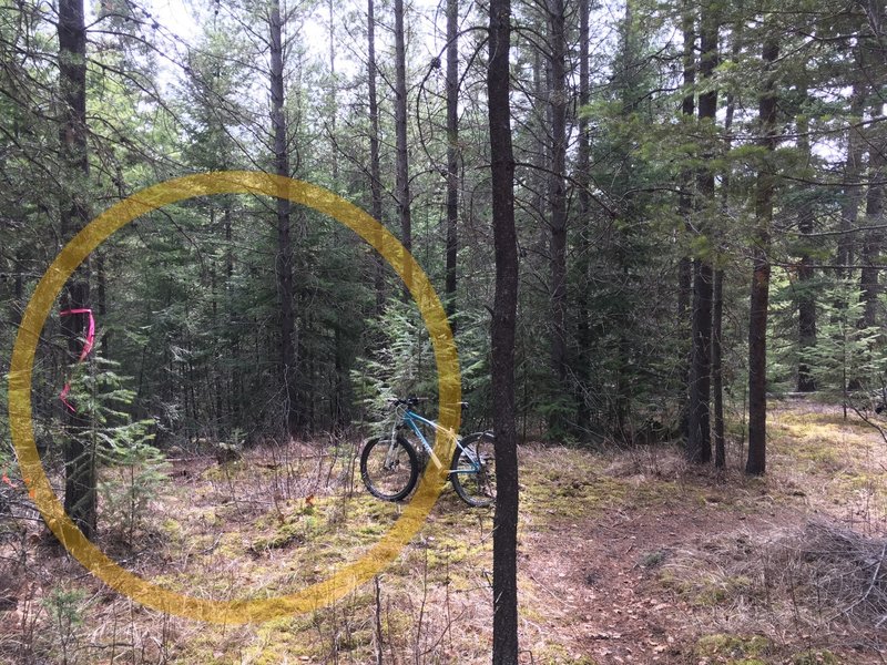 Conversion South trailhead marker ribbon, easy to miss when summer vegetation arrives.