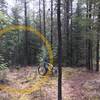 Conversion South trailhead marker ribbon, easy to miss when summer vegetation arrives.