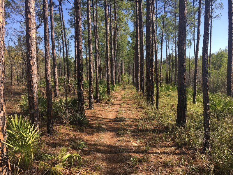 An easy to pedal straight section of trail through planted trees.