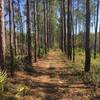 An easy to pedal straight section of trail through planted trees.