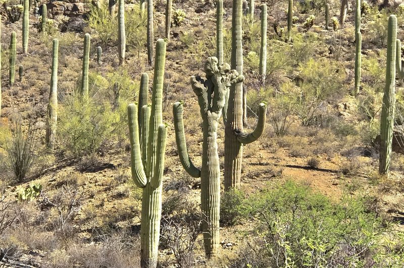 Crested Saguaro along the Yetman trail.