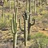 Crested Saguaro along the Yetman trail.