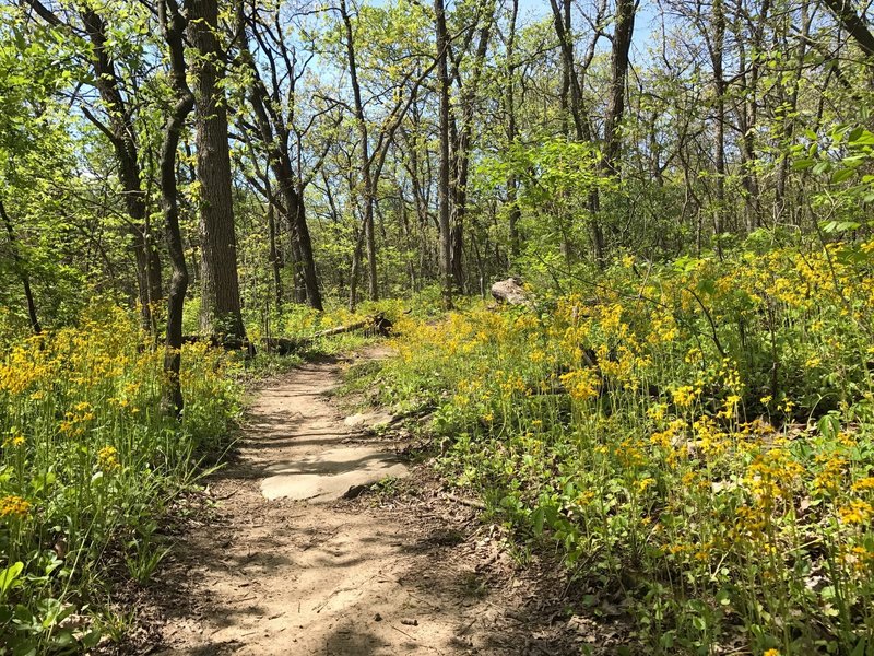 Wildflower blooms along Will's Wanderer.