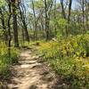 Wildflower blooms along Will's Wanderer.