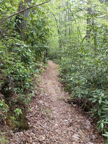 Nothing like some good quality narrow singletrack!