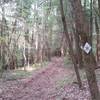 A section of really nice doubletrack along Section 30 of the Sheltowee Trace NRT.