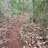 Narrow singletrack and the occasional root characterize the Panama Pacifico trail.