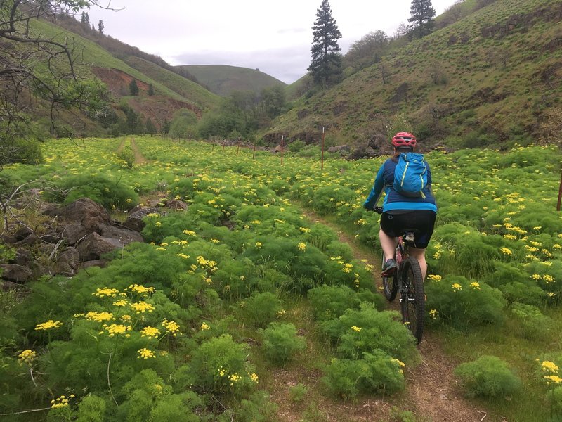 Riding through a dense field of desert parsley on the Klickitat Trail: Swale Canyon Segment.