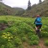 Riding through a dense field of desert parsley on the Klickitat Trail: Swale Canyon Segment.