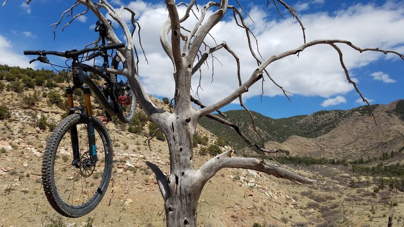 The only thing that could make this system better -bikes growing on trees