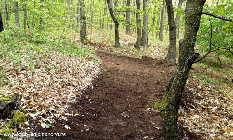 A newly cleared section of the Salamandra Trail reveals so primo dirt.