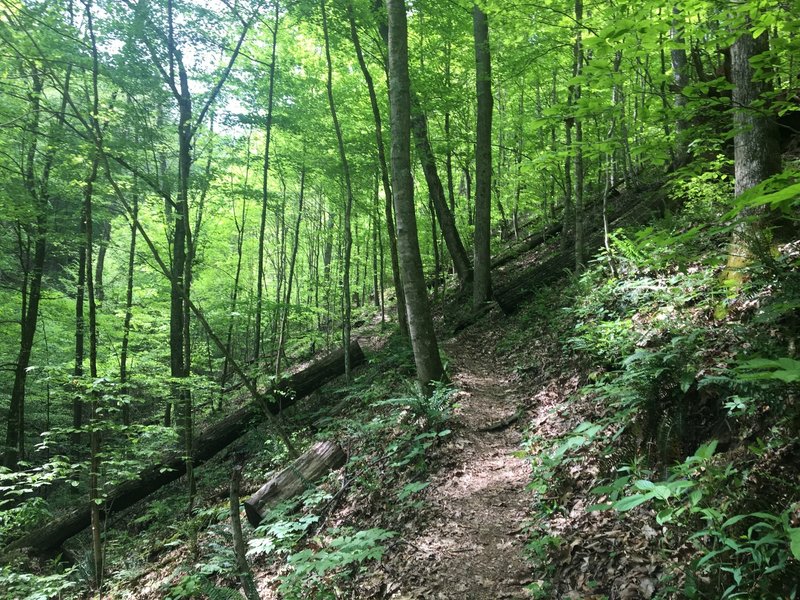 Just past the mid-way point on the Hemlock Hollow Trail.