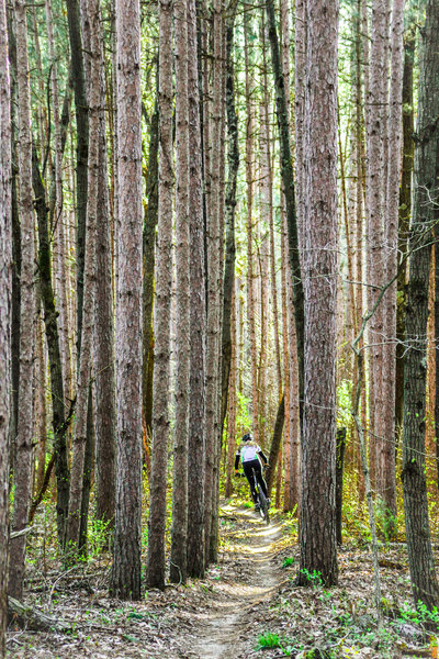 Whipping down the last downhill run on the Black Loop.