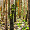 Switchbacks though the thin trees - there are a couple of tight squeezes on this tail.