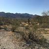 A beautiful section of desert along the Toothaker trail