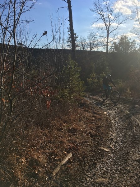 Climbing up the logged fireroad.