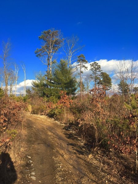 There are plenty of good views, despite recent logging.