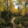 A golden canopy floats above the Mule Deer Trail in the fall.