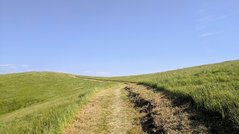 Tons of grass surrounds the Aquila Loop Trail following a wet winter.