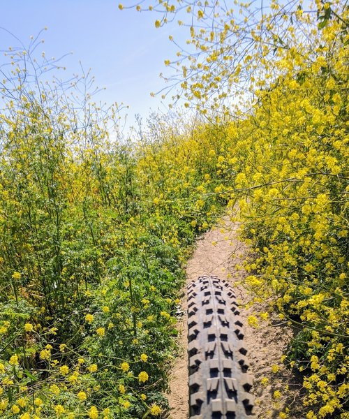 Winding over a narrow ribbon of singletrack decorated with some California Superbloom.