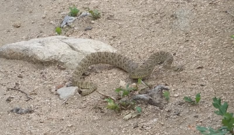 Rattlesnake on the Sundance. I've seen three during 50+ rides in the park.