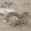 Rattlesnake on the Sundance. I've seen three during 50+ rides in the park.