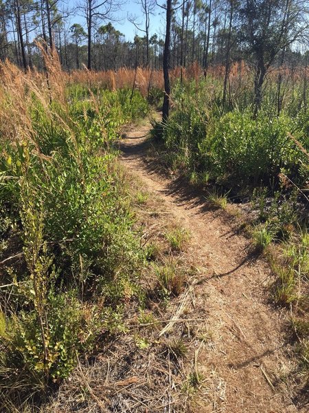 Smooth rolling singletrack through open trees makes for a fast pedal.