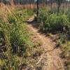 Smooth rolling singletrack through open trees makes for a fast pedal.