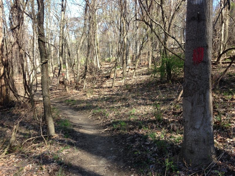 Riding the Red Bridle Trail in the early spring.