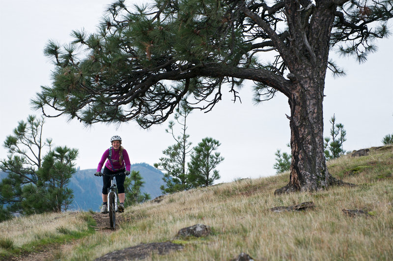 Ashley rides beneath a lone tree on the Little Moab Trail.