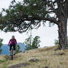 Ashley rides beneath a lone tree on the Little Moab Trail.