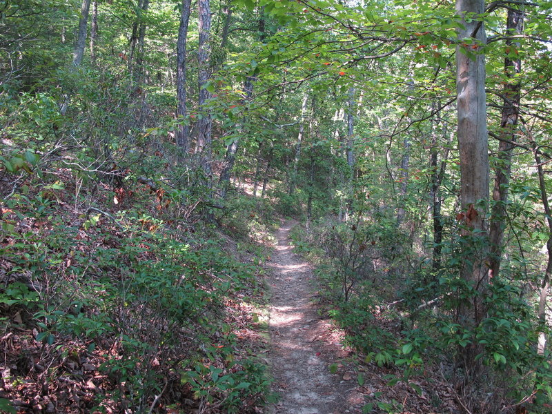 Dense vegetation shrouds the Stony Run trail.