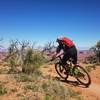 Jonathan speeds by a group of gnarled trees near the edge of LPS.