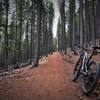 The Staunton Ranch Trail traverses beautiful coniferous forests on a buffed tread.