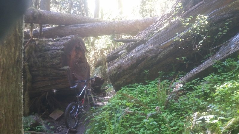 This giant deadfall crossed the trail and nearby creek. It's about the biggest tree I've ever gone through!