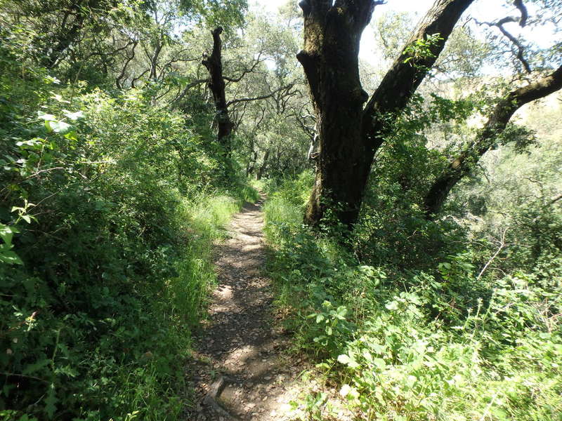 On the Bay Leaf Trail. It looks great and easy until you hit the switchbacks.