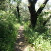 On the Bay Leaf Trail. It looks great and easy until you hit the switchbacks.