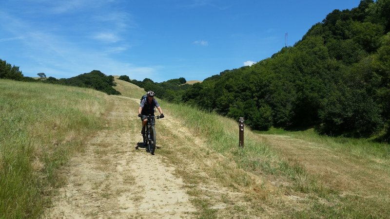 The Turtle Pond Trail is wide and grassy near the junction with the Loop Trail.