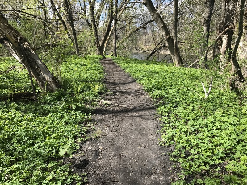 Virginia Creeper edges the trail.