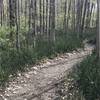 The west end of the River Trail winds along wetland banks.