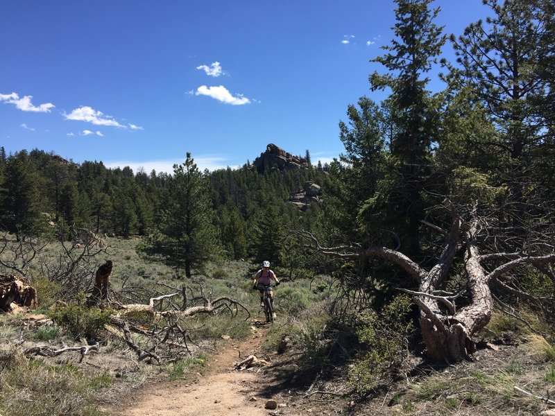 The upper section of Egbert Hill offers awesome forested views.